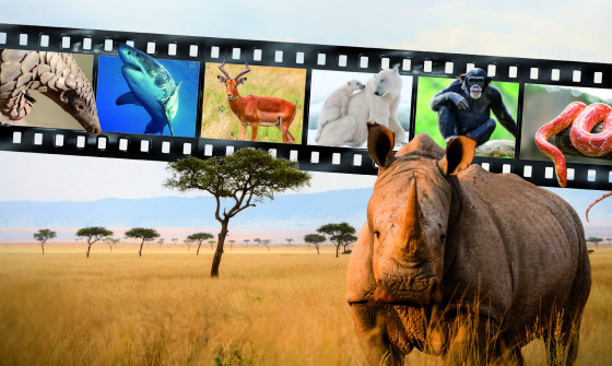 A rhino walks in the wilderness with an edited film tape above its head. On the tap there is a porpoise, shark, giselle, polar bear, ape and snake.