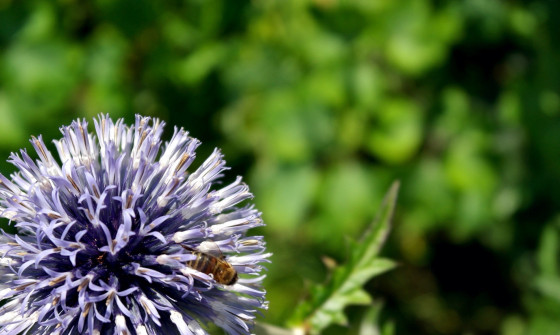 Zoomed in photo of a bee on a flower in the sunshine